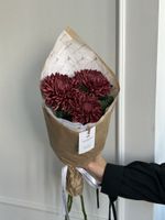 Кулек из одноголовой хризантемы бордового оттенка