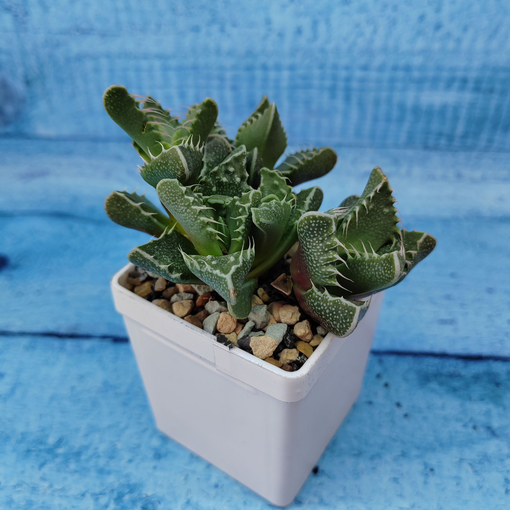 Faucaria Tigrina (Фаукария)