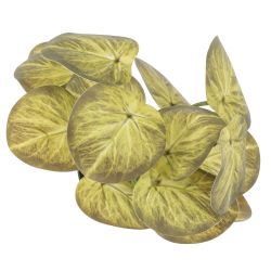 GAEM Цветочная композиция, L25 W25 H30 см, 5в.