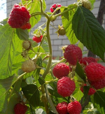 Малина штамбовая Крепыш