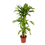 Драцена Массенжеана (Масс) Верт