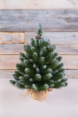 Ель Императрица с шишками 90 CM в мешочке заснеженная Triumph Tree