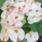 Эуфорбия Миля PHOB SUK