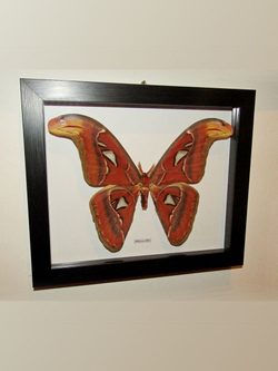 Бабочка Attacus atlas в рамке