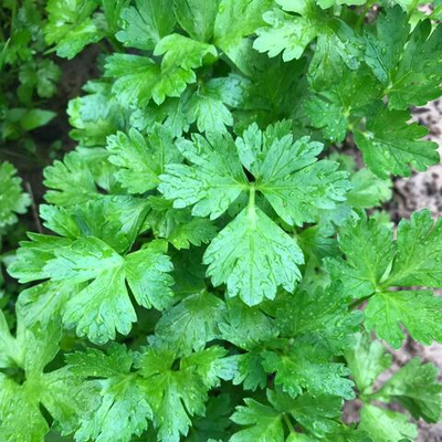 Итальянский гигант семена петрушки (Enza Zaden / Энза Заден)