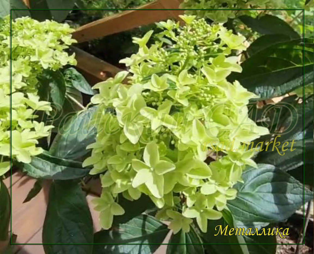 Гортензия метельчатая Металлика (Hydrangea paniculata `Metalica`)