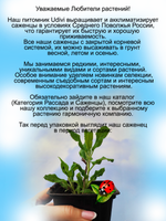 Шалфей Вест Фрисланд Сальвия многолетний