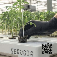 Секвойя F1 семена подвоя томата (Sakata / Саката)