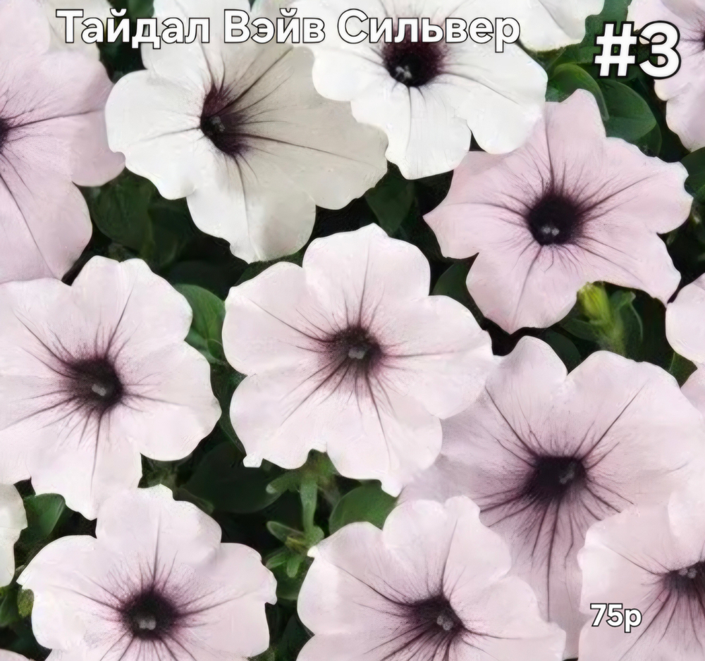 РАССАДА ПЕТУНИИ ТАЙДАЛ ВЭЙВ СИЛЬВЕР № 3