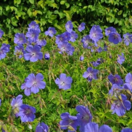 Герань гималайская Бэби Блю С2