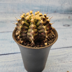 Gymnocalycium T-Rex hybride (Гимнокалициум T-rex)