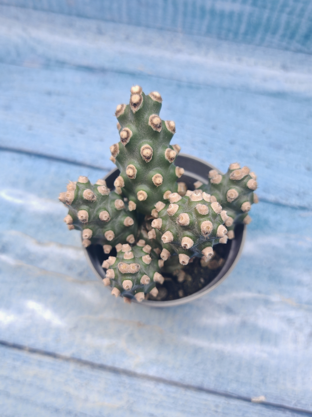 Tephrocactus Molinensis (Тефрокактус)