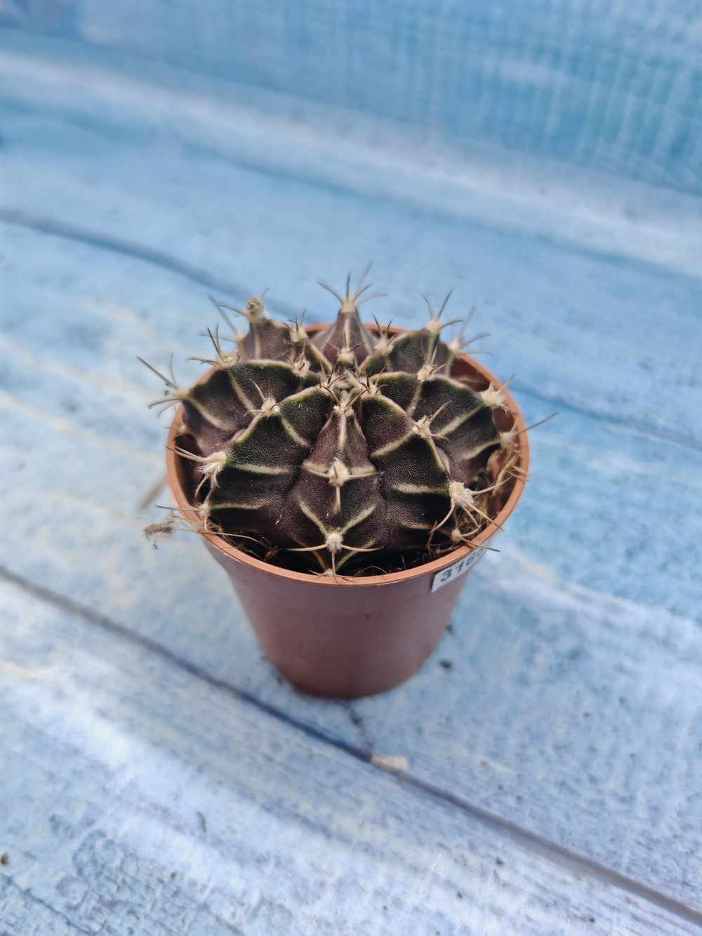 Gymnocalycium Friedrichii (Гимнокалициум)