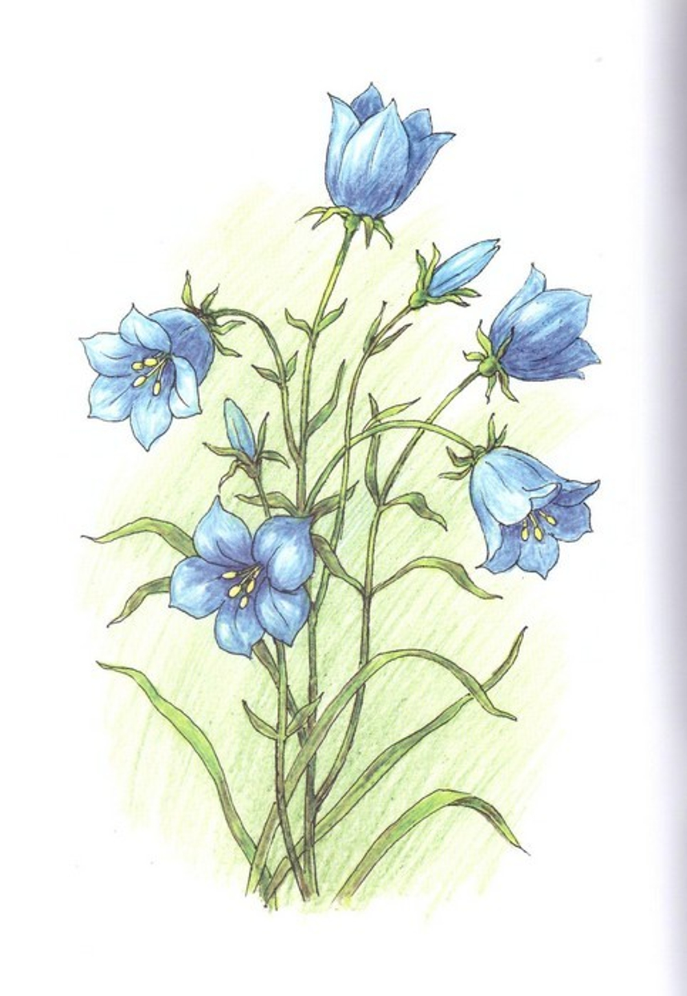 Альбом для раскрашивания полноцветный. Раскраски