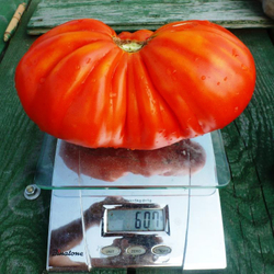 Помидоры - Cuore di Bue - Сердце Быка