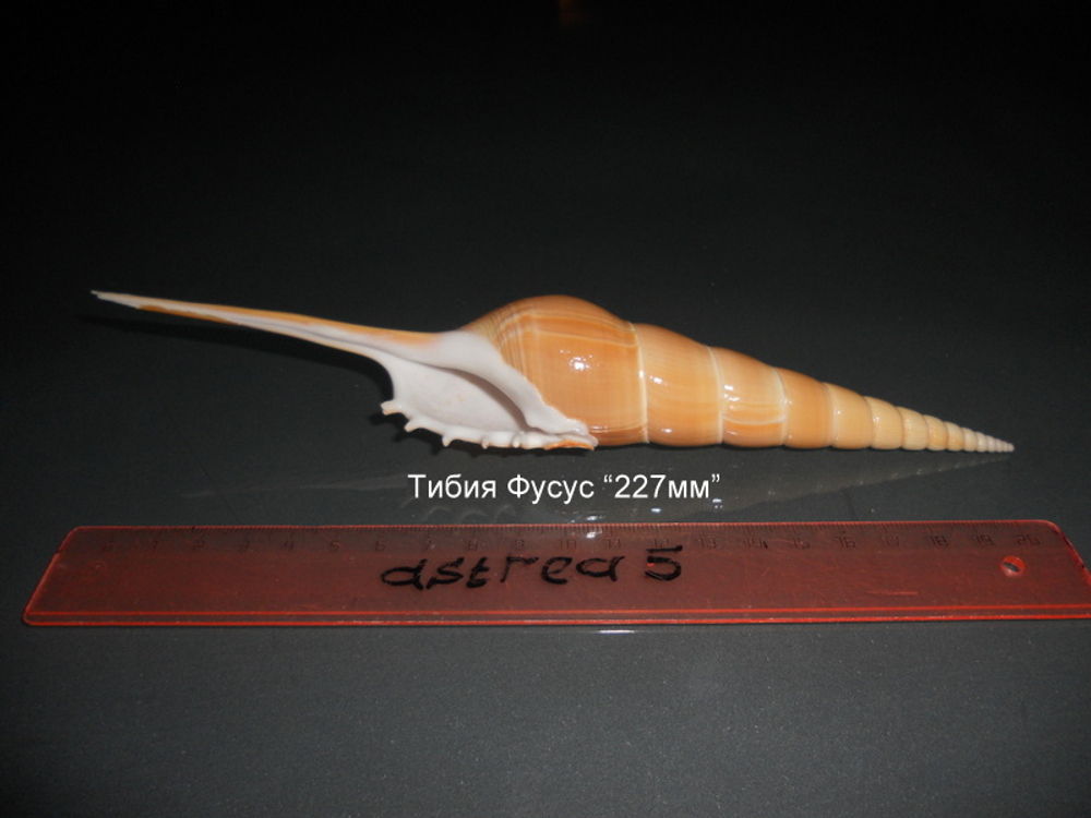 Тибия Фусус "210-240мм"