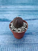 Суккулент Euphorbia Obesa (Эуфорбия)