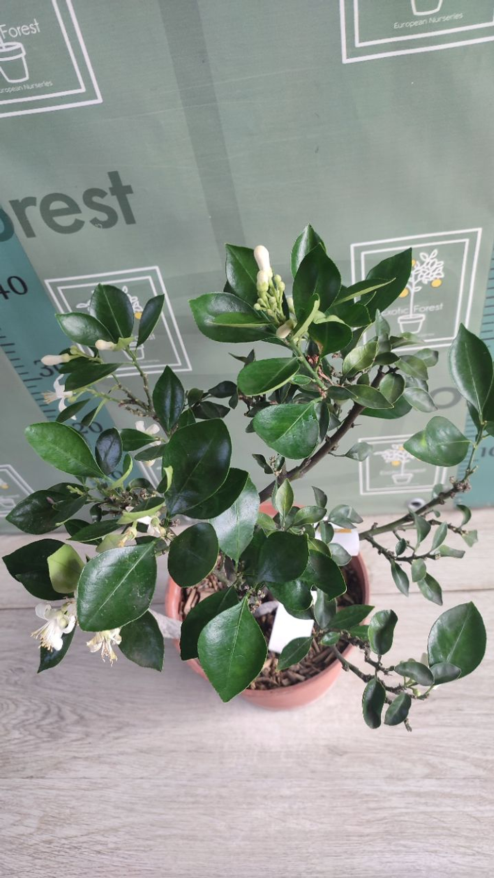 Citrangequat ‘Quatre Saisons’