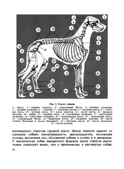 Охотничьи собаки | А.П. Мазовер