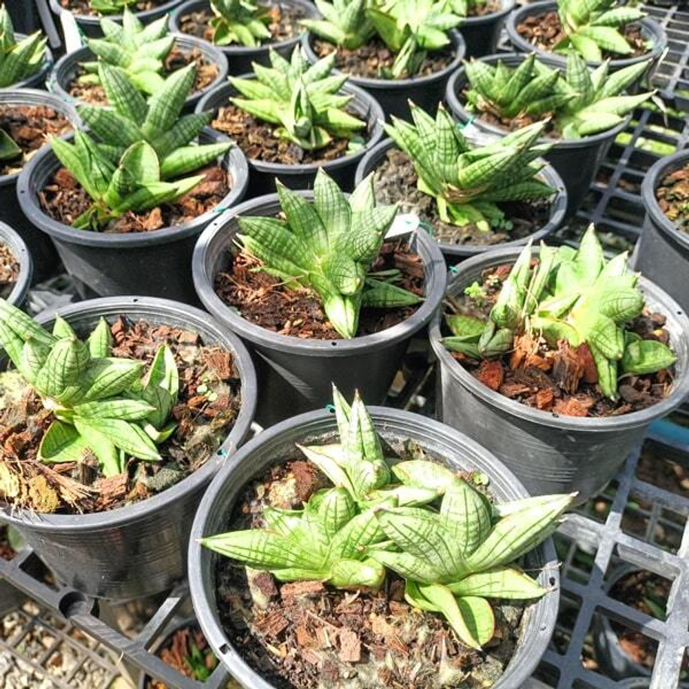 Сансевиерия LITTLE BOY