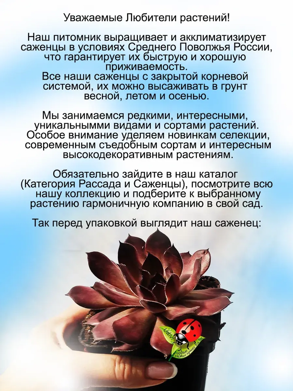 Молодило хамелеон Фиолет