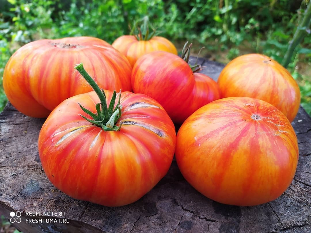 Большой оранжевый полосатый (Big orange striped) сорт томата