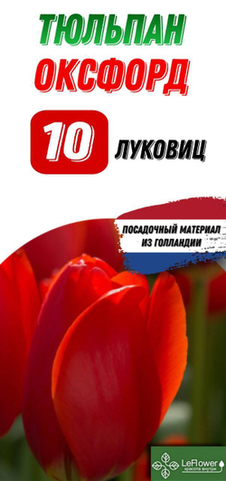 Тюльпан Луковица, Оксфорд, 10шт