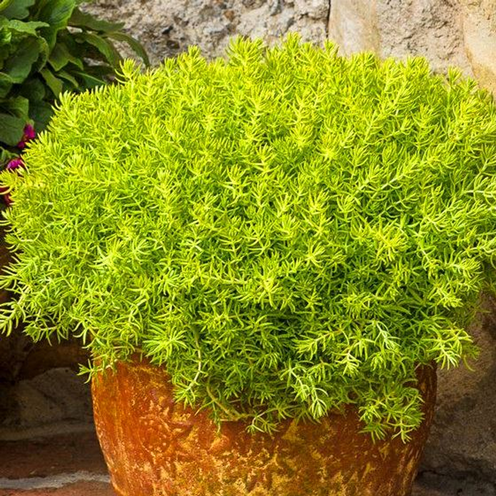 Седум (Sedum) Лимон Коралл