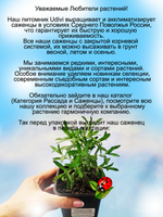 Астра Вересковая Снежная лавина многолетник