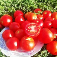 Помидоры - Exhibition - Английский Выставочный