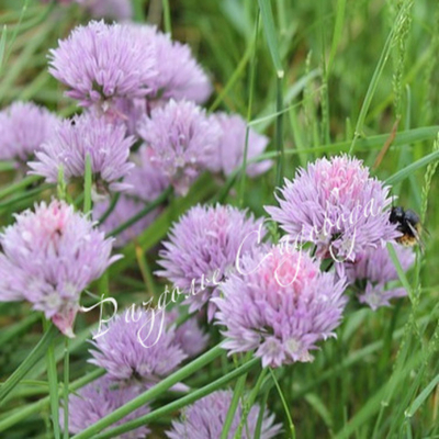 Шнитт-лук (горшок 1л)