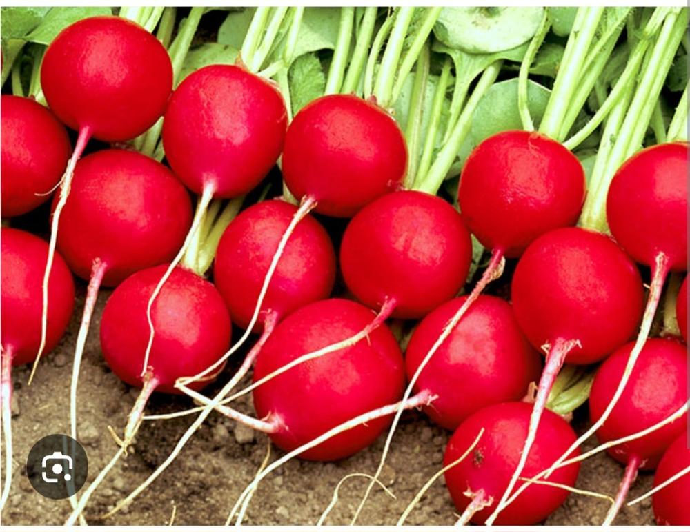 Редис Селеста F1 - Celesta F1