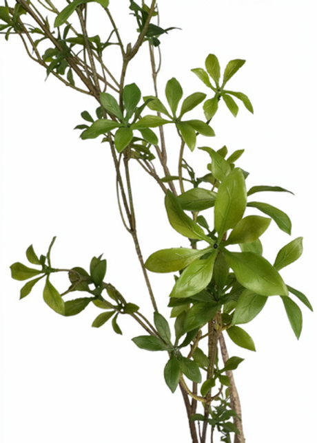 Колокольчик листовой ветвь 180 см без кашпо