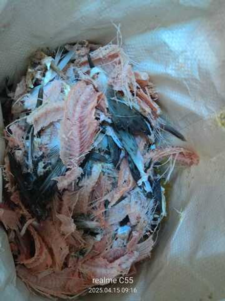 Рыбные кости отходы от 20 тонн