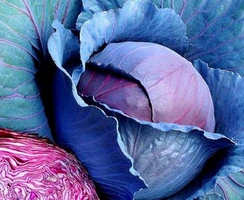 Ребол F1 семена капусты краснокочанной (Syngenta / Сингента)