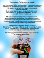 Традесканция Триколор ампельная вариегатная