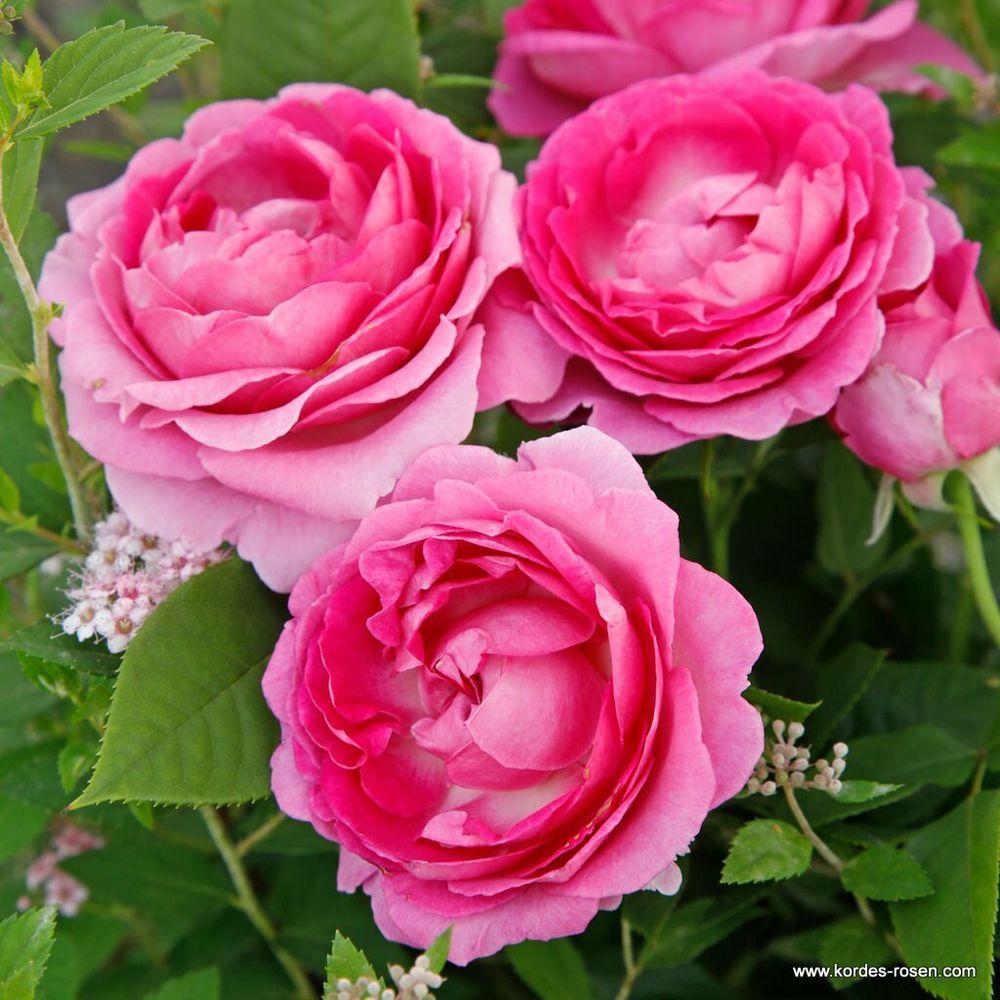 Фройлен Мария (Fraulein Maria)