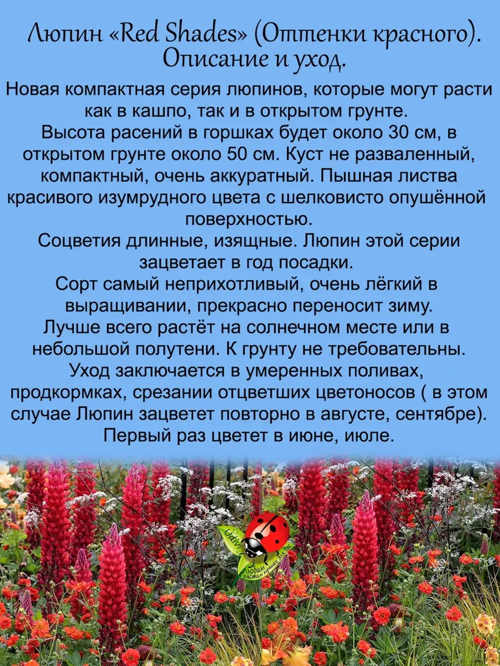 Люпин Оттенки красного многолетний