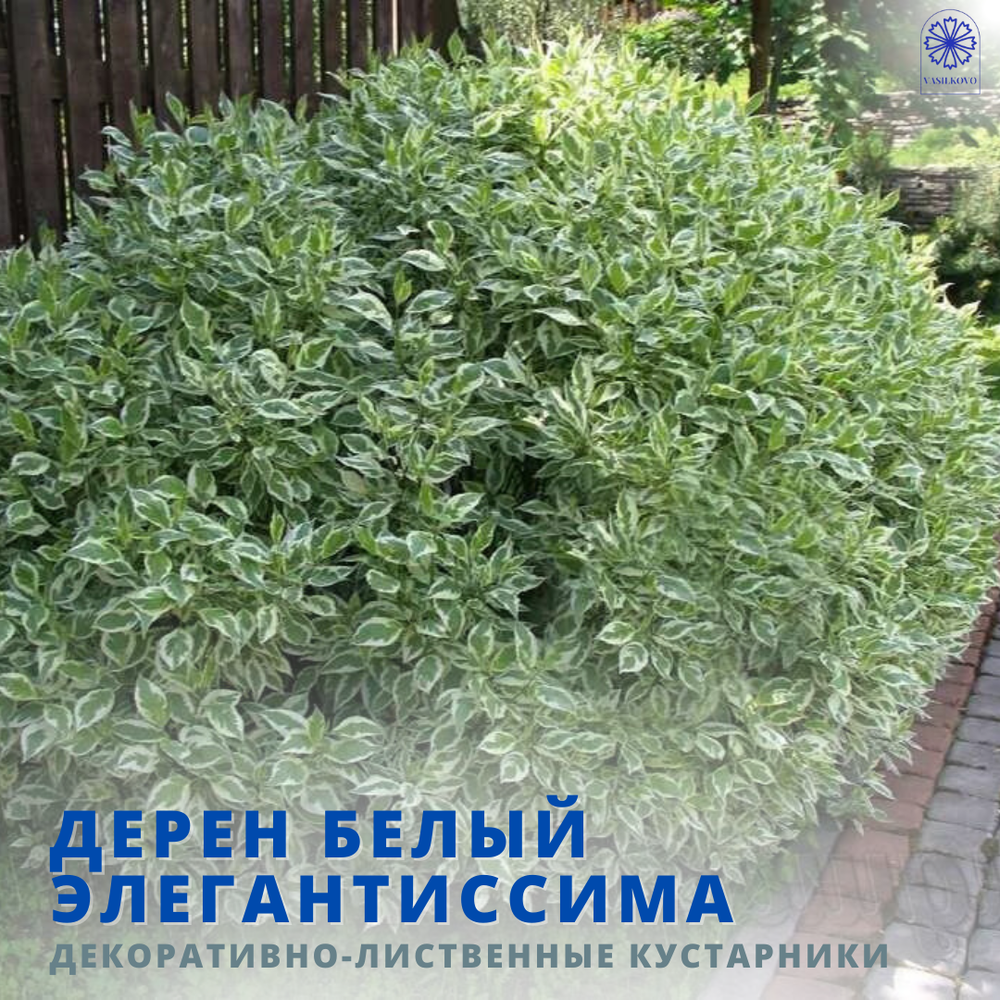 Дерен белый Элегантиссима