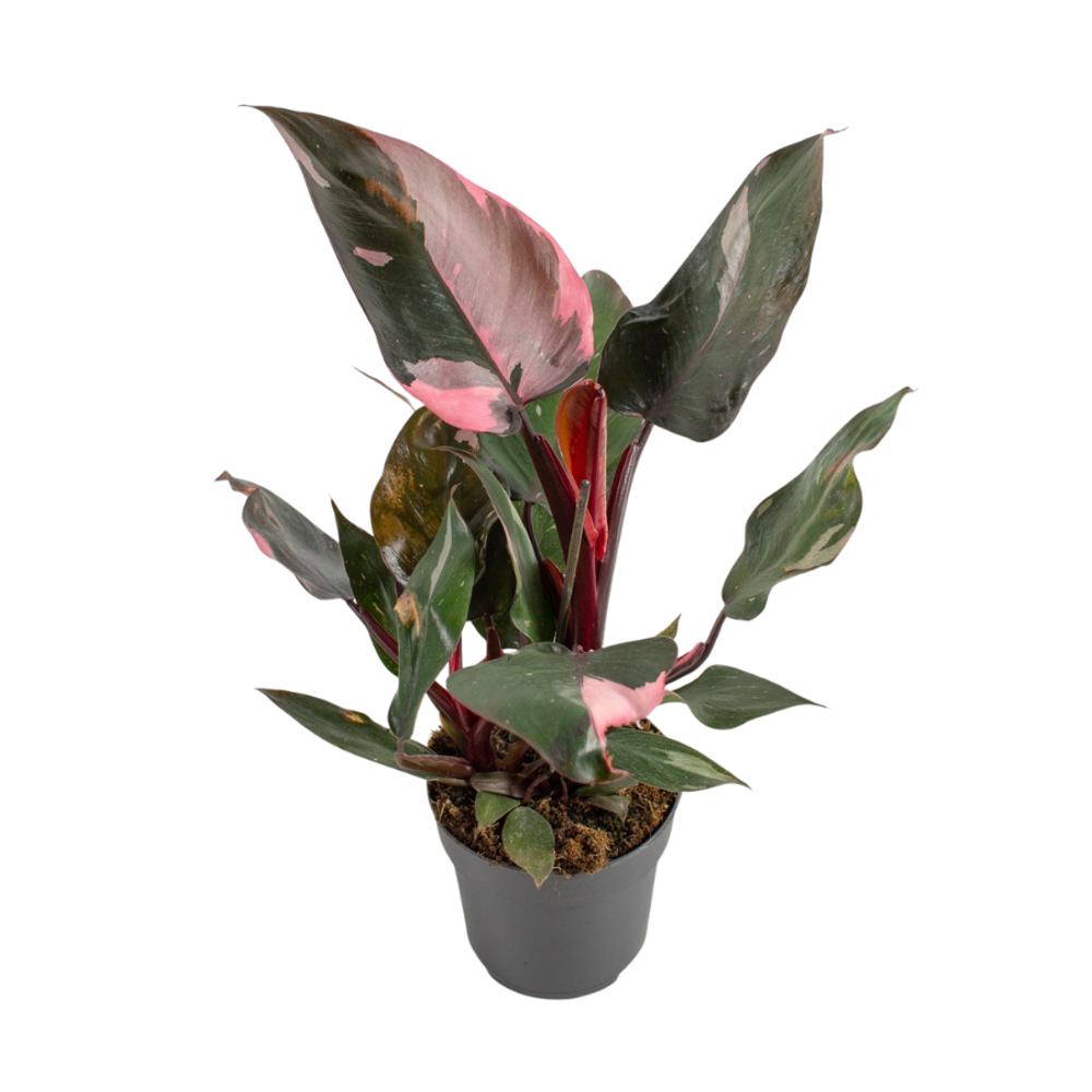 Филодендрон Pink/White Princess