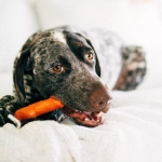 Petstages игрушка для собак Mesquite Dogwood с ароматом барбекю 10 см очень маленькая