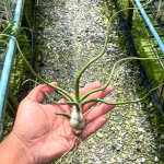 Тилландсия BULBOSA GIANT