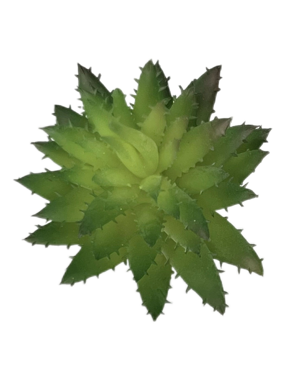 Суккулент 127