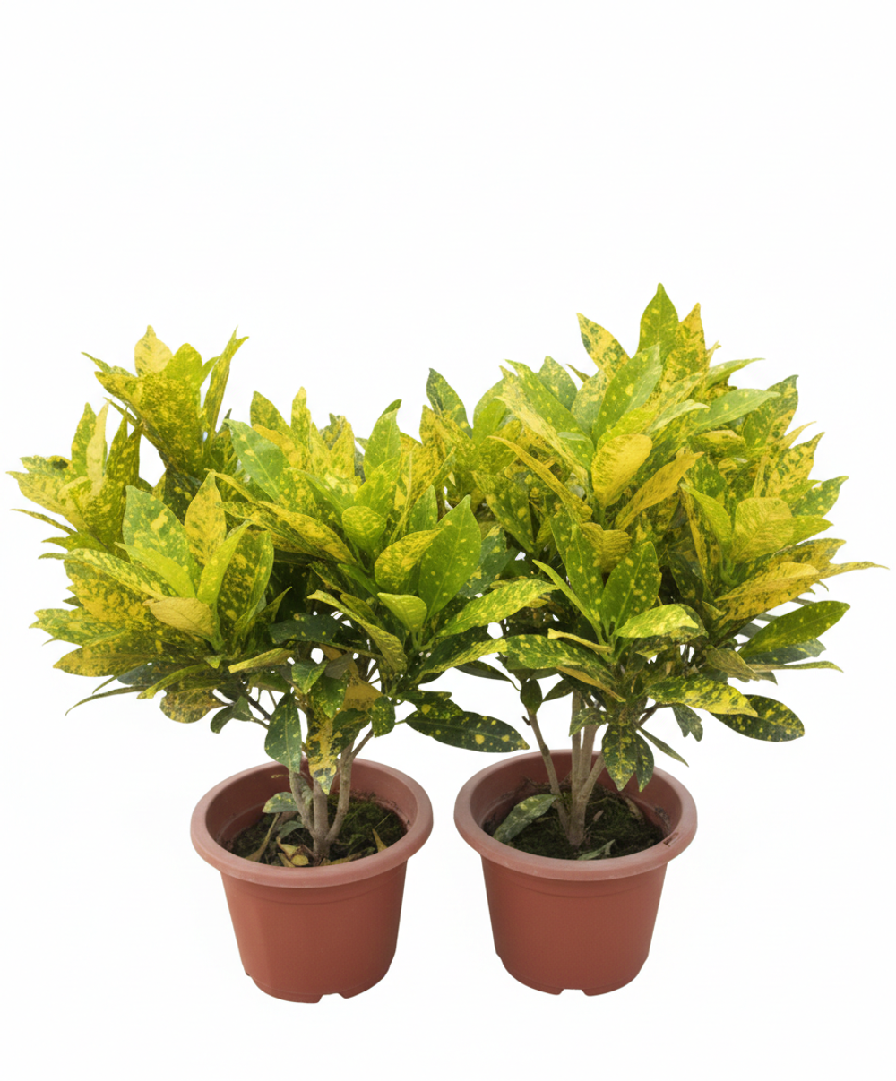 Кодиеум д.18