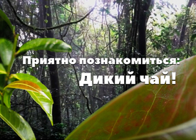 Приятно познакомиться, Дикий чай!
