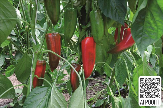 ХАН F1 семена перца сладкого (Bejo | Alexagro) – фото 2