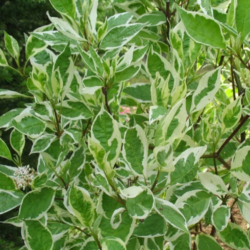 Дерен белый «Аргентеомаргината» (Cornus alba Argenteomarginata)