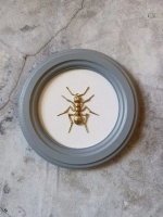 Панно 18 см. насекомые на стену для интерьера Муравей