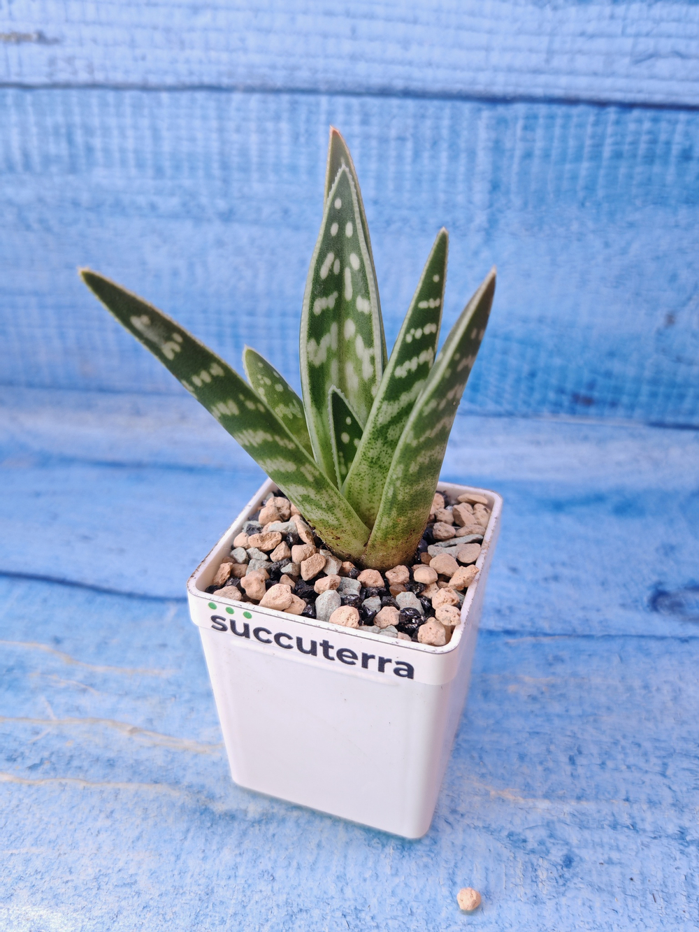 Aloe Variagata