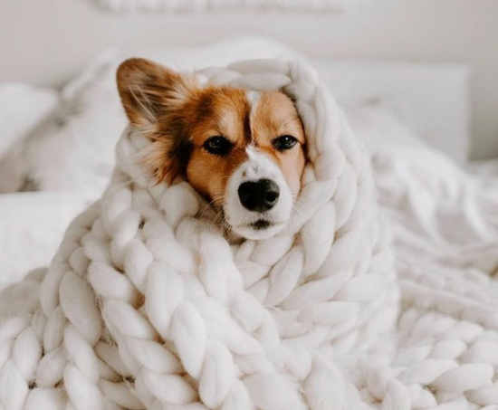 Поделитесь спокойствием со своим любимцем